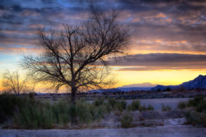 Photographers of Las Vegas - Concept Photography- lone tree at sunset