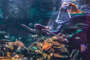 Photographers of Las Vegas 5